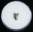 Dromaeosaur (Raptor) Tooth - Montana #5679-2